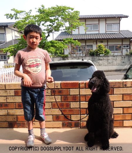 ツイスト チョークリード:パラシュート素材の犬しつけ用首輪リード