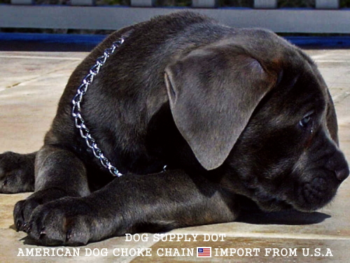 中型犬＆大型犬専用、太くて丈夫なトレーニングしつけ訓練用のチョークチェーン首輪